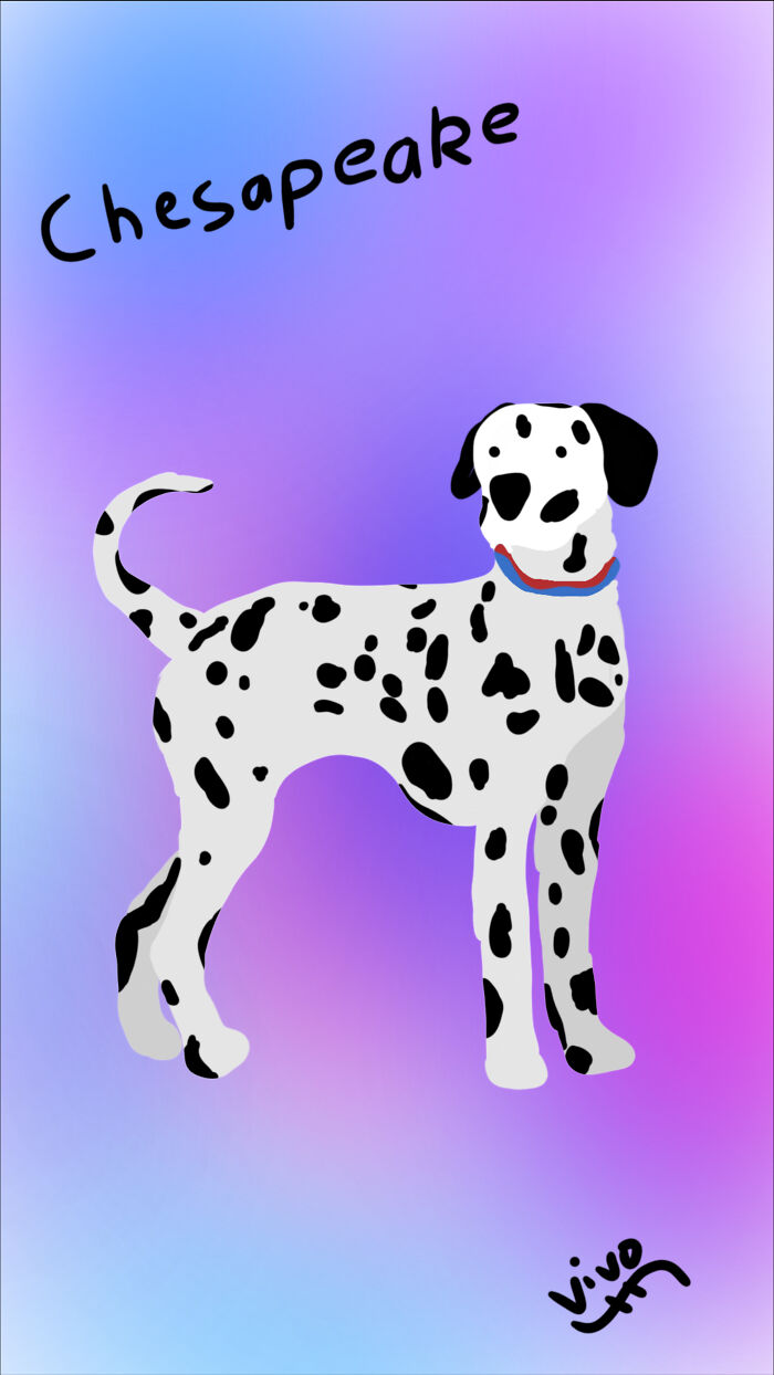 This Is Chesapeake, My Friend's Dalmation