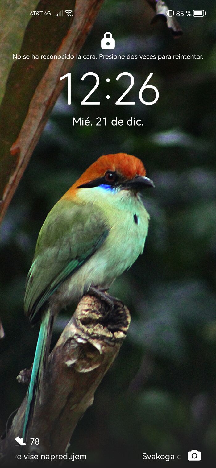 A Russet-Crowned Motmot (I Took The Pic Myself)