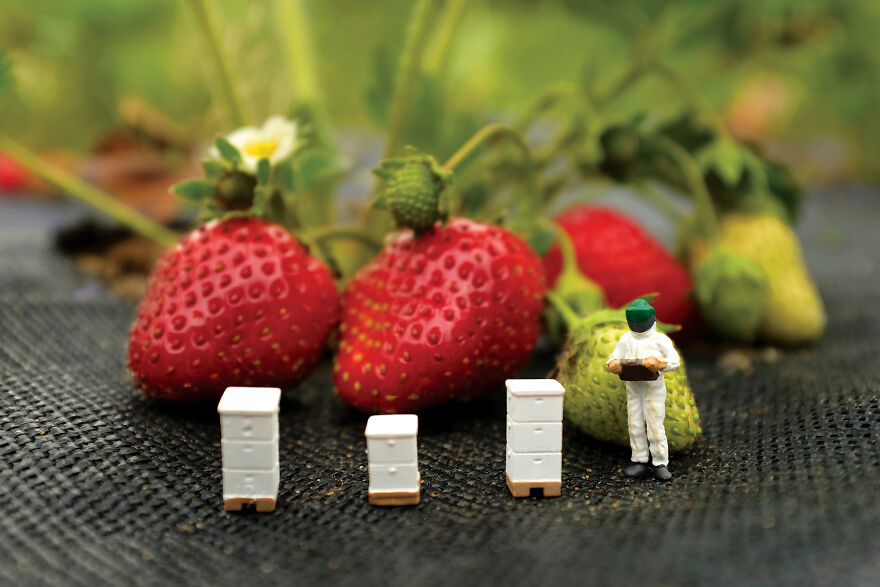Strawberry Beekeepers