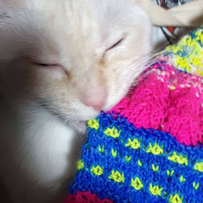 My Cat Sunny Trying To Destroy A Cowl I Was Knitting. The Colors Weren't His Taste I Guess