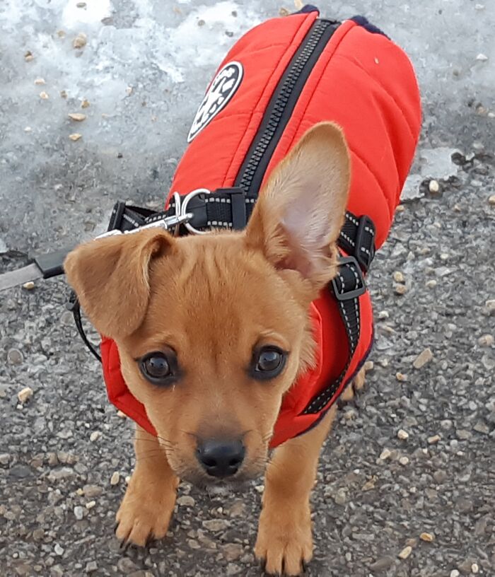 Teddy Doesn't Mind The Snow As Long As He Has His Winter Jacket