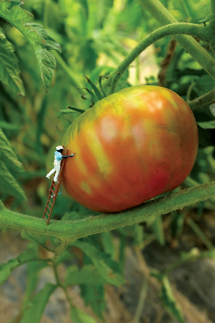 Tomato Painter