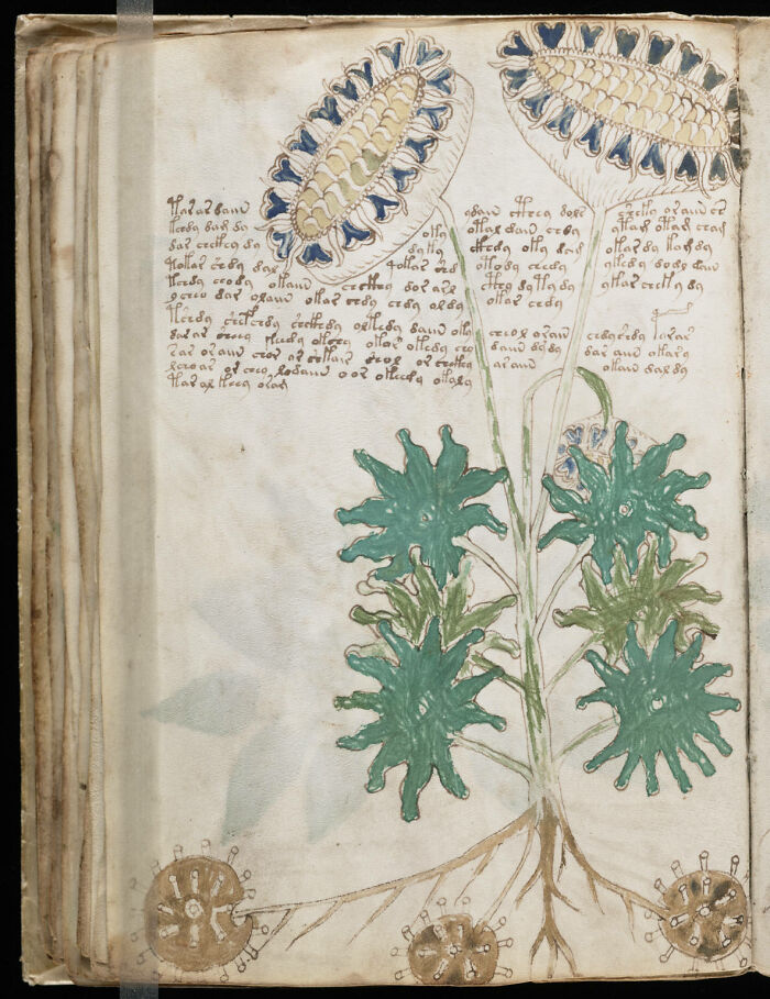 The Voynich Manuscript (15th Century AD)