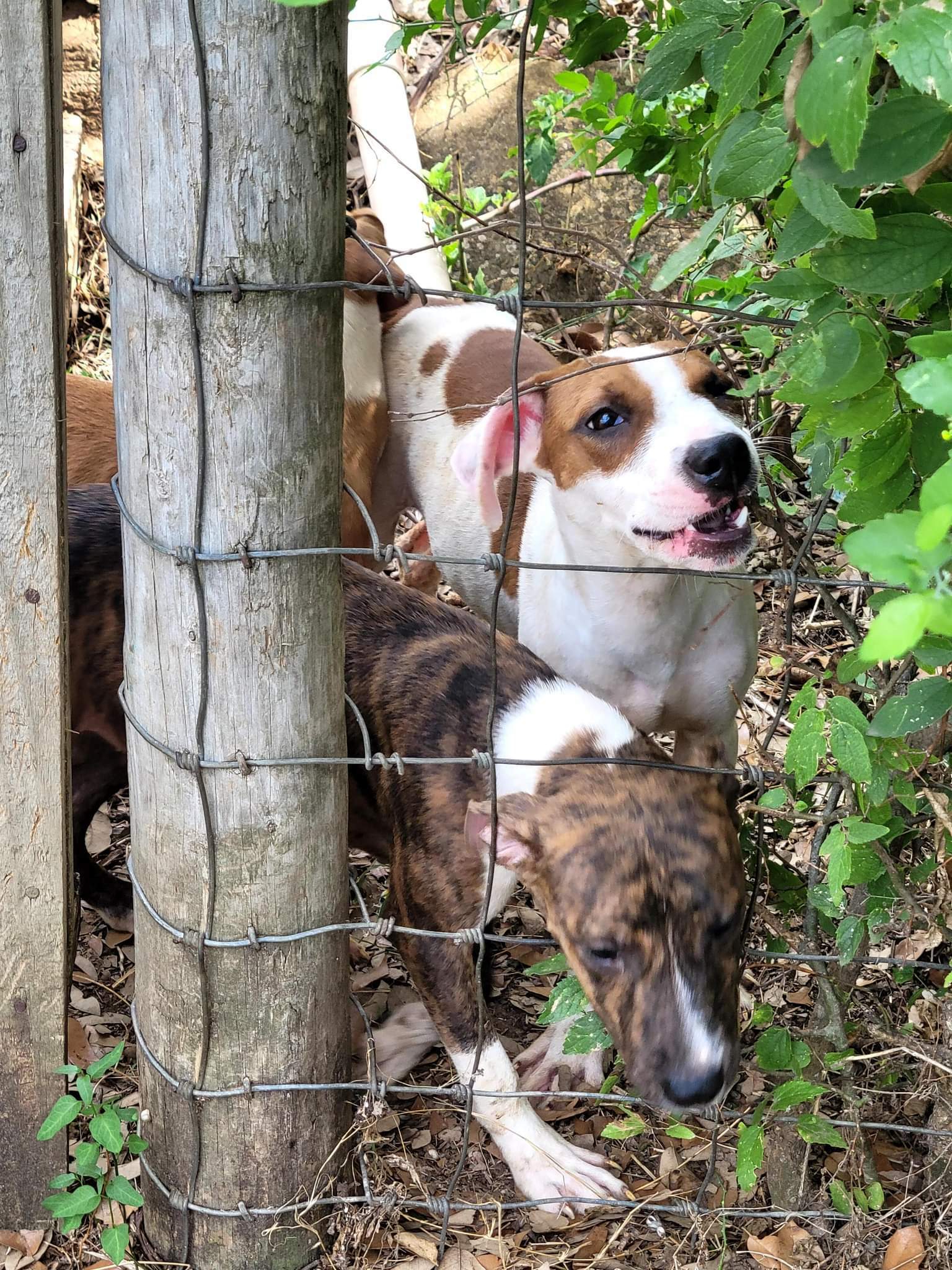 When Do You Think It’s Acceptable To Dump Your Pet?