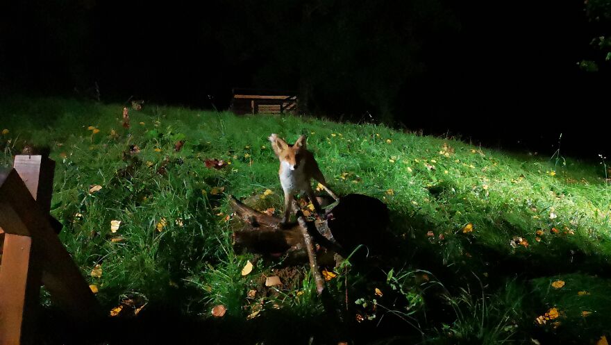 We Filmed A Wild Fox Visiting His Cat Friend