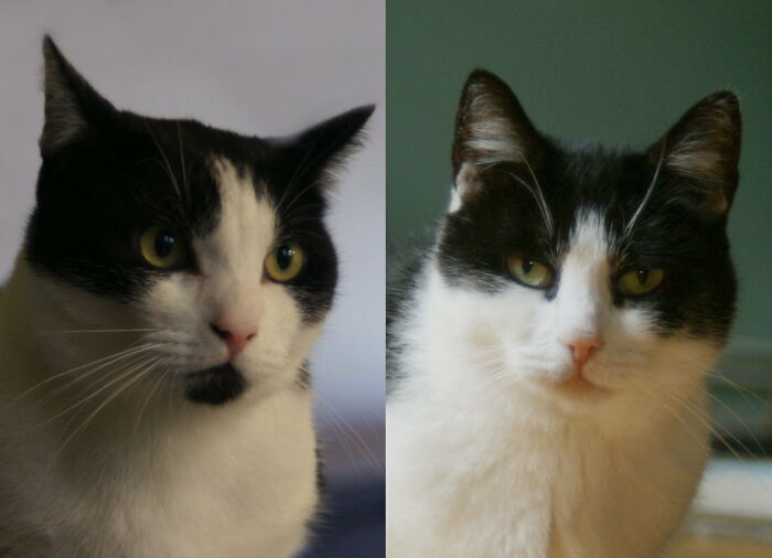 Aari And Winnie, My Latest Rescue Cats, Adopted 4 Months Ago
