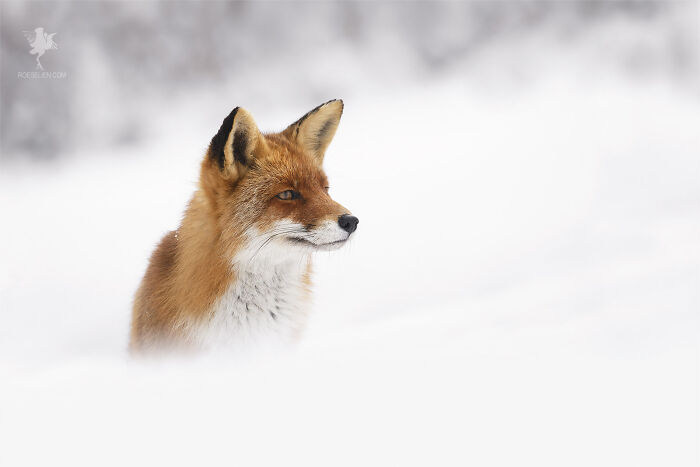 Red Fox In Winter Wonderland