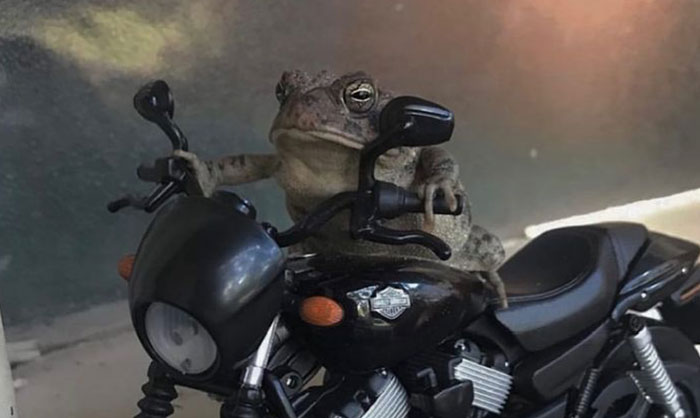 69 Pictures Of Toby The Toad Living An Old Man’s Life In This Decorated Dollhouse