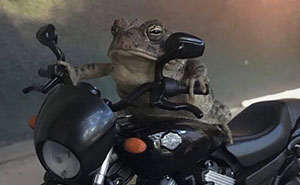 69 Pictures Of Toby The Toad Living An Old Man’s Life In This Decorated Dollhouse