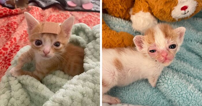 Picture of These Two Sibling Kittens Are Quite Different From Other Cats, But They ...