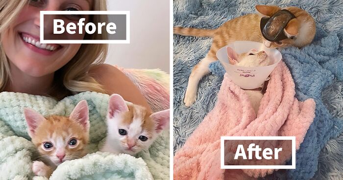 These Two Sibling Kittens Are Quite Different From Other Cats, But They Are Living Their Life To The Fullest After Being Rescued