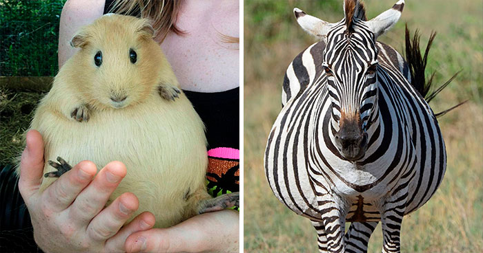 35 Adorables animales preñados que había que mostrar al mundo