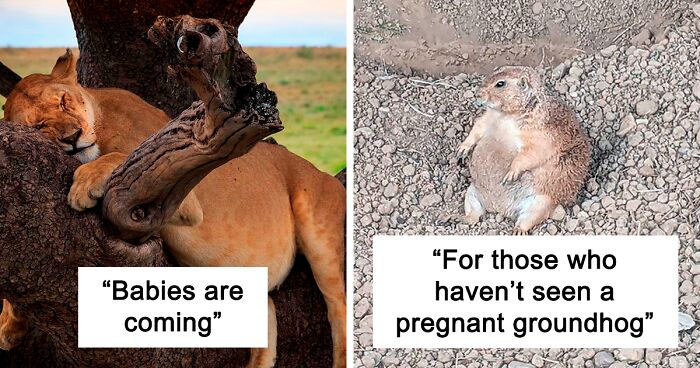 50 Times People Spotted An Adorable Pregnant Animal And Just Had To