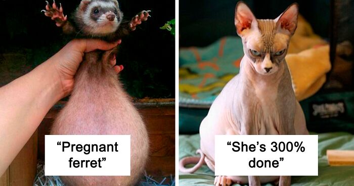 50 Times People Spotted An Adorable Pregnant Animal And Just Had To Take A Pic