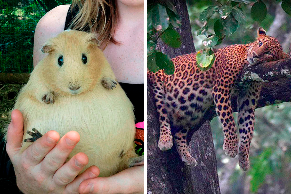 50 Times People Spotted An Adorable Pregnant Animal And Just Had To Take A  Pic | Bored Panda