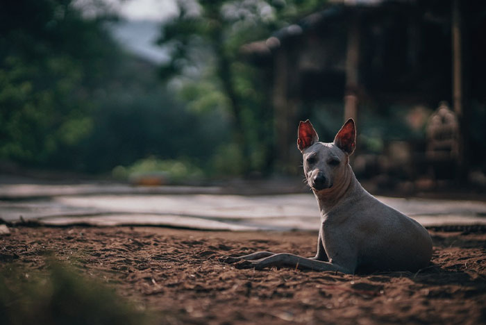 American Hairless Terrier lying on the ground 