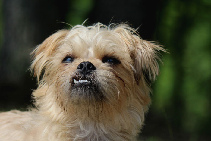 Brussels Griffon with teeth out 