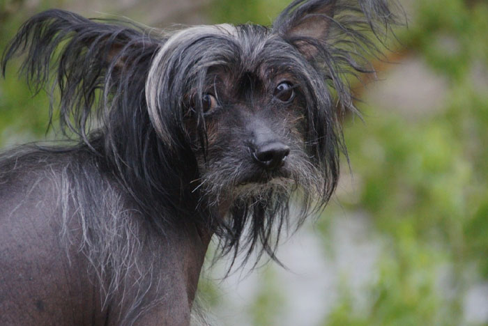 Black Chinese Crested