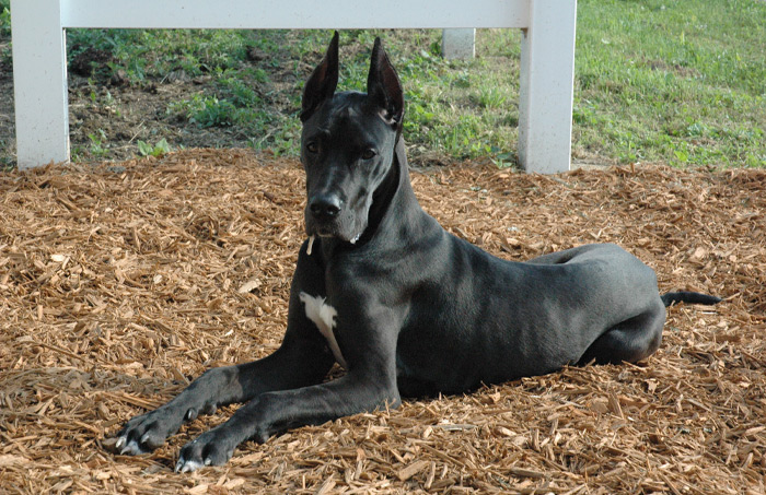 Great Dane