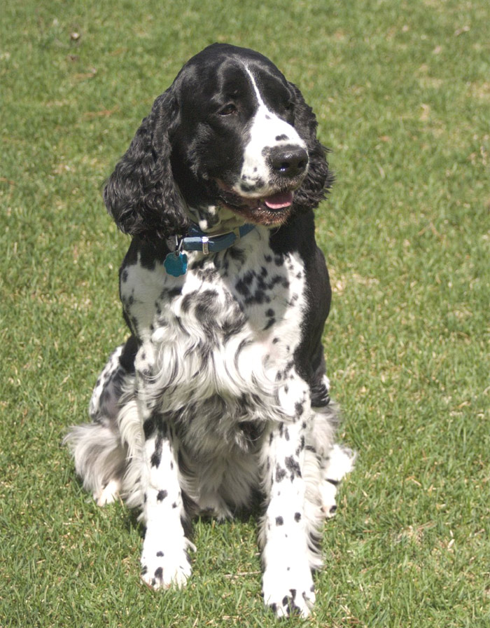 English Springer Spaniel