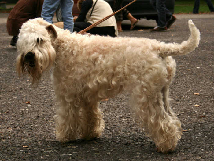 Soft Coated Wheaten Terrier