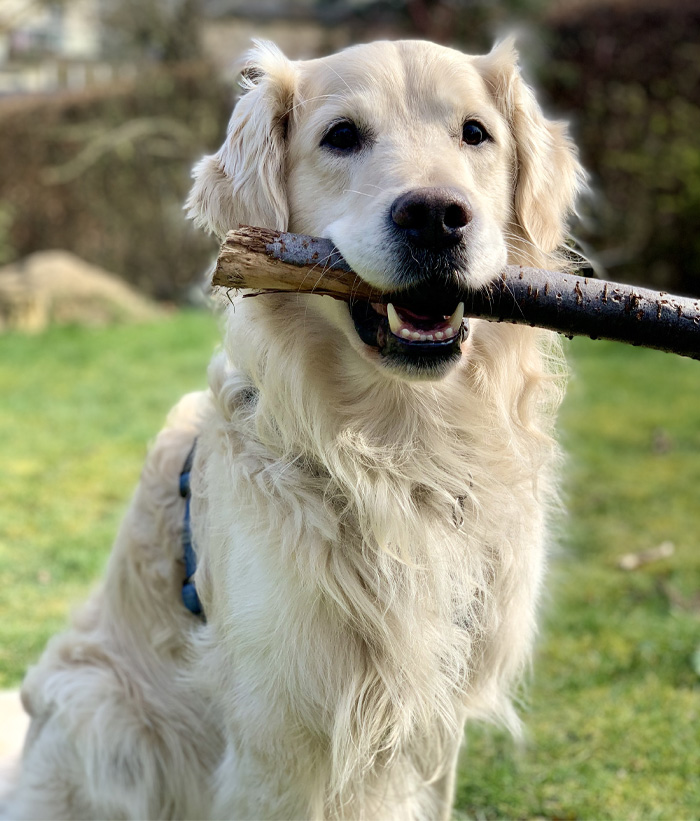 31 Best Dogs For FirstTime Owners Bored Panda