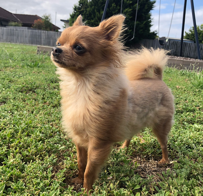 Chihuahua