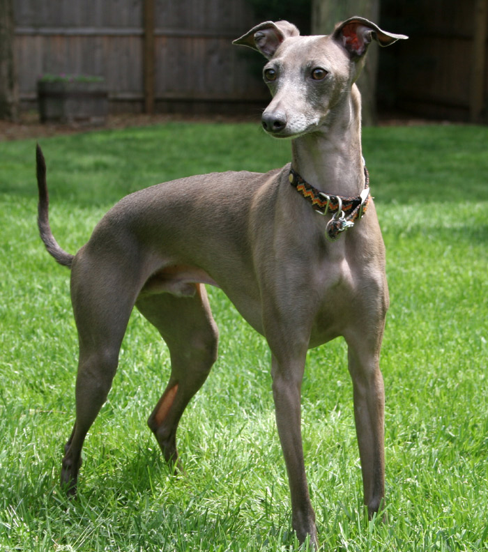 Italian Greyhound