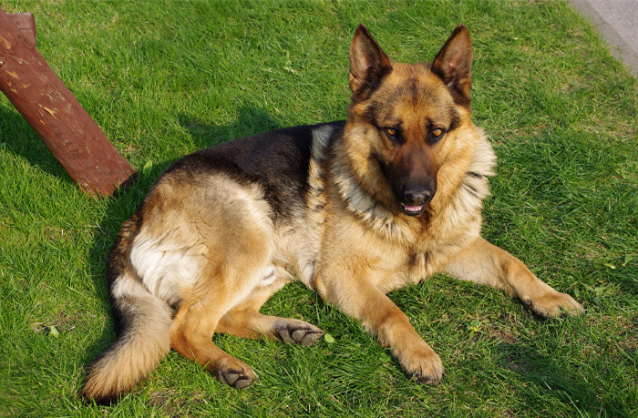 German Shepherd