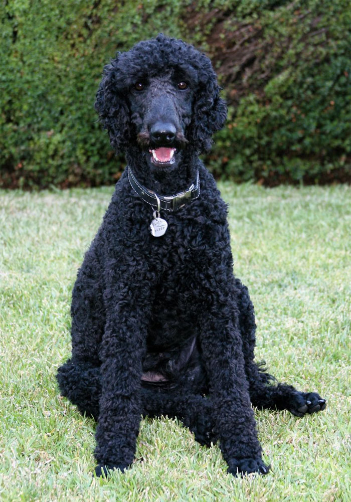 Standard Poodle