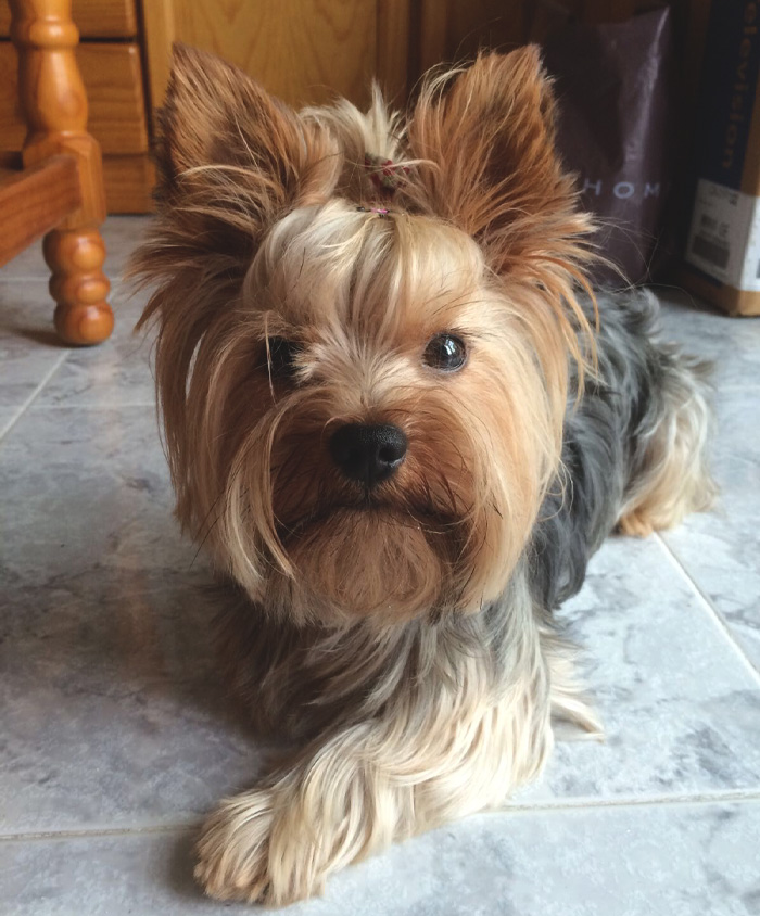 Yorkshire Terrier