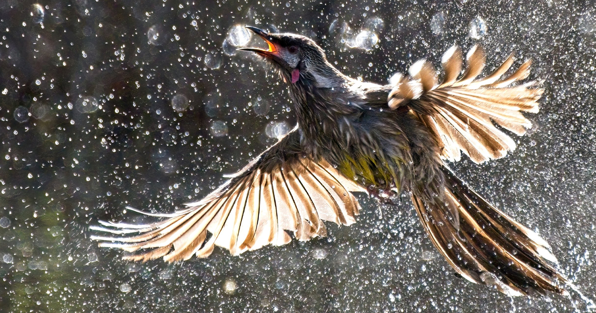Meet The Winners: BirdLife Australia Photography Awards Has Announced The Best Shots Of Australian Birds (71 Pics)