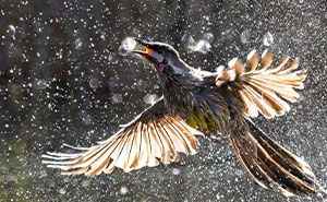 Meet The Winners: BirdLife Australia Photography Awards Has Announced The Best Shots Of Australian Birds (71 Pics)