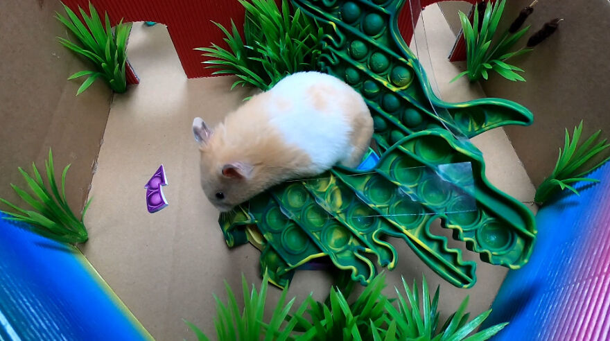 I Made A Prison Maze From Pop-It Toys For My Hamster To Escape I Made A Prison Maze From Pop-It Toys For My Hamster To Escape