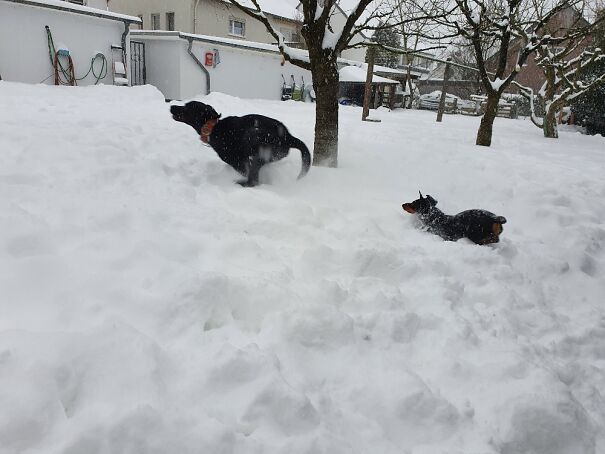 My Dachshund Bubi And His Bff Ole The Lab Dashing Through The Snow