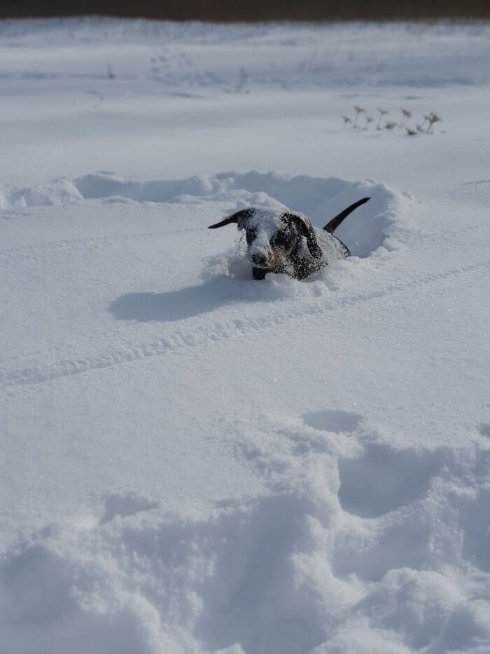 My Dachshund Bubi Dashing Through The 10" Snow We Had 2 Yrs Ago