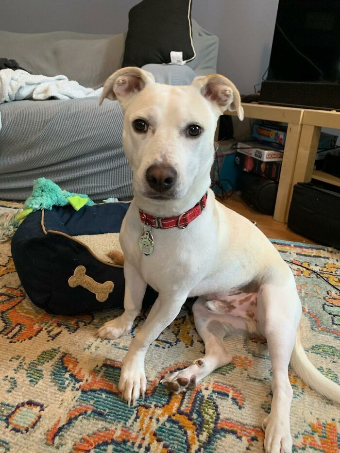 This Is Frost. He Is A Jackadore. A Jack Russell Labrador Retriever Mix