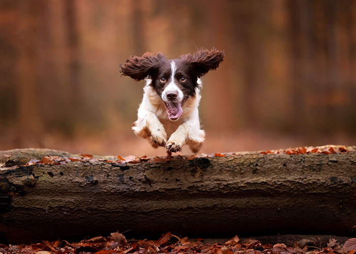 I Am A Photographer Who Is Passionate About Dogs And Their Adorable Expressions In Nature; Here Are The Recent Shots I Captured (30 New Pics)