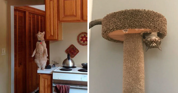 113 Photos That May Convince You Cats Can Defy Gravity