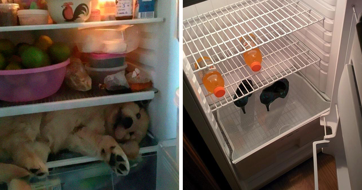 chaotic weird refrigerators fridge detective fb