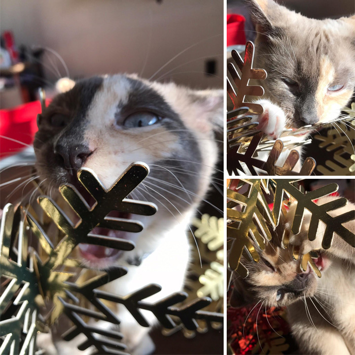 I Tried To Take A Nice Christmas Picture Of My Cat, But She Was Determined To Eat My Prop Instead