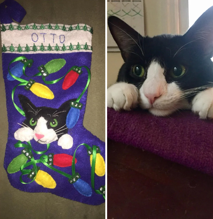 My Mom Made A Christmas Stocking For My Cat. This Is The Photo She Used To Make It From
