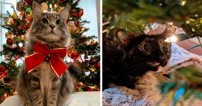 151 Photos Of Cats Enjoying An Awesome Holiday Season