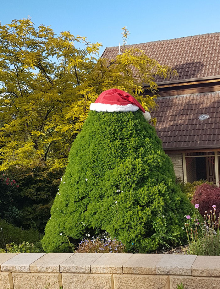 This Bush Has A Christmas Hat On