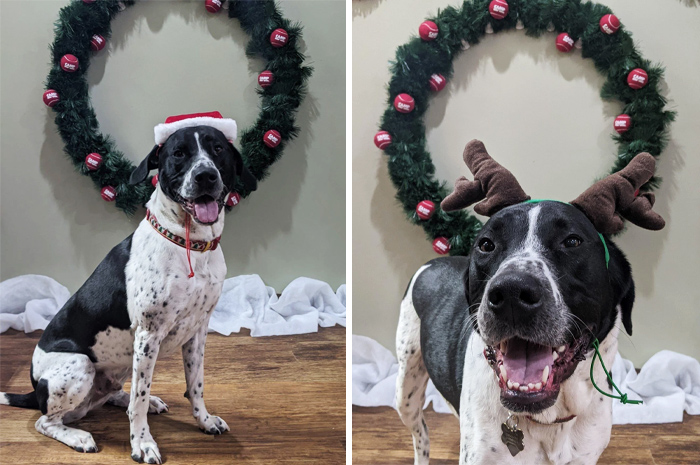 Bernie Got His Holiday Portraits Taken At Daycare Last Week. This Christmas Dog Is Officially Ready For A Visit From Santa Paws