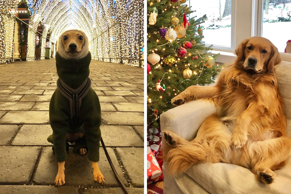 https://www.boredpanda.com/blog/wp-content/uploads/2022/12/christmas-dogs-pics-cover_800.png