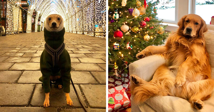 125 Adorable Dogs Who Are Totally Ready For Christmas