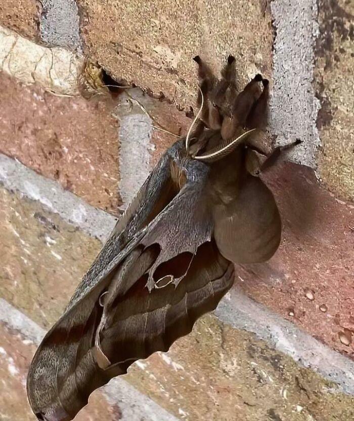 Antheraea polyphemus... Básicamente una tarántula con alas