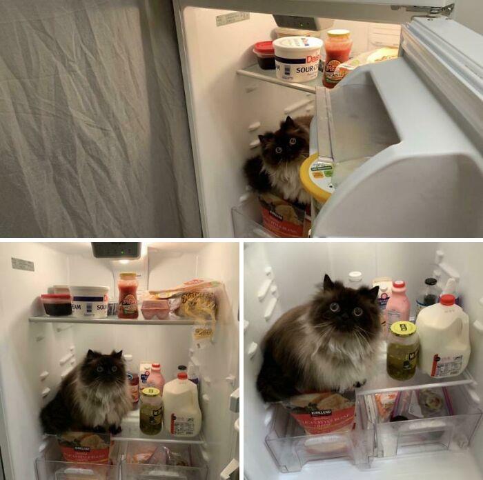 Noodle es el detective de refrigeradores #1