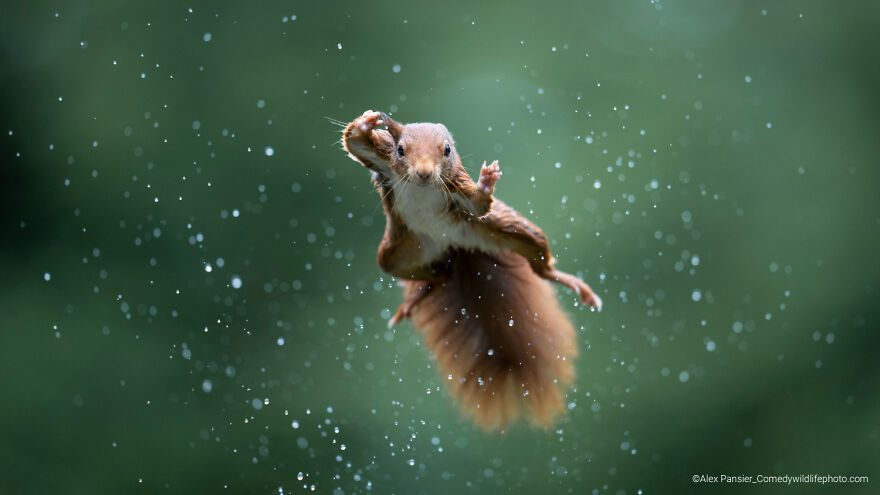 Highly Commended: "Jumping Jack" By Alex Pansier